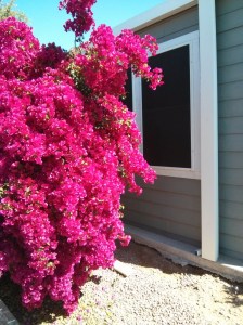 The beautiful Bougainvillea plant between our home and the neighbours 