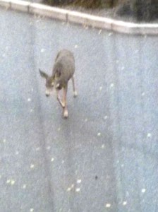 Right outside my window 