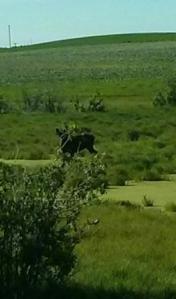 Moose in close proximity 