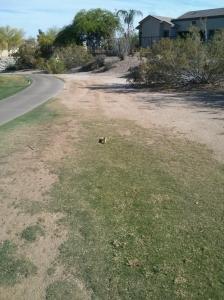 !6th hole snake burrowing it's way down a gopher hole.