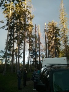 Odd as they cut all the tree tops in the campground