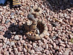 Kari's snake in Viewpoint Park