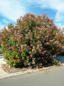 Isn't this combo of tree amazing.