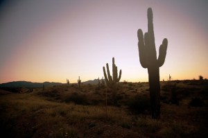 A beautiful desert sunset 