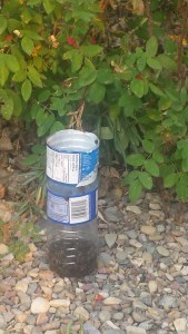 We had four of these and would bet at least 100 dead wasps ended up in our traps. 