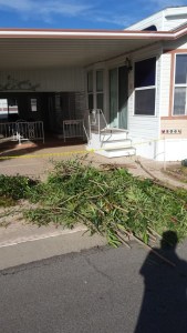 One of  two piles this being the small one but with larger limbs