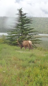 j elk