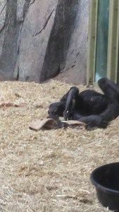 New Zoo Gorilla