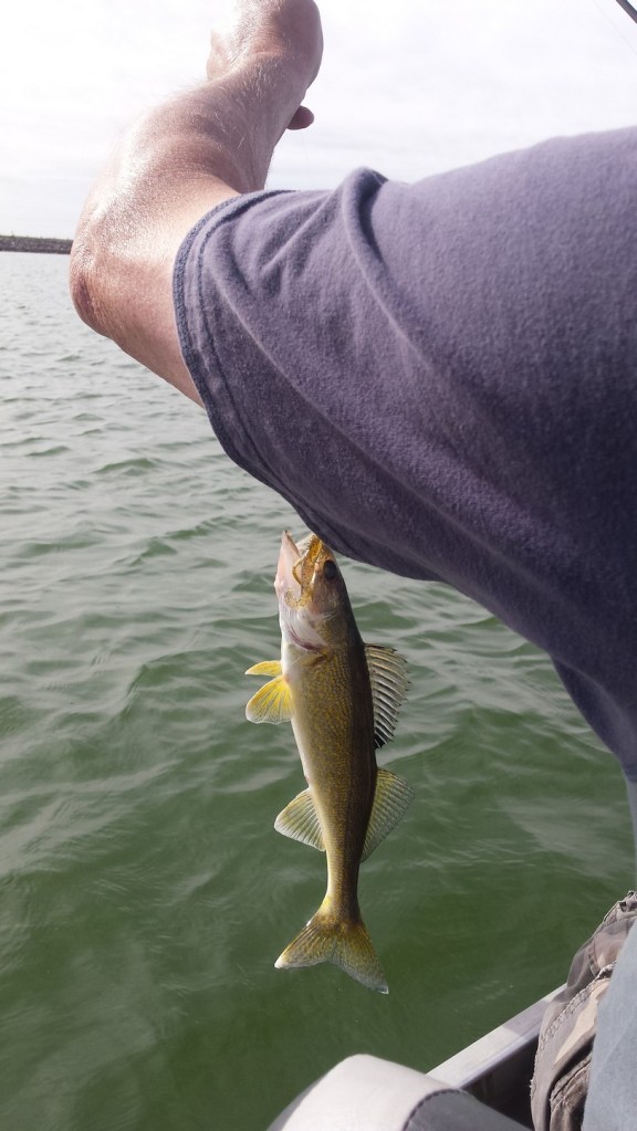 Another nice Walleye