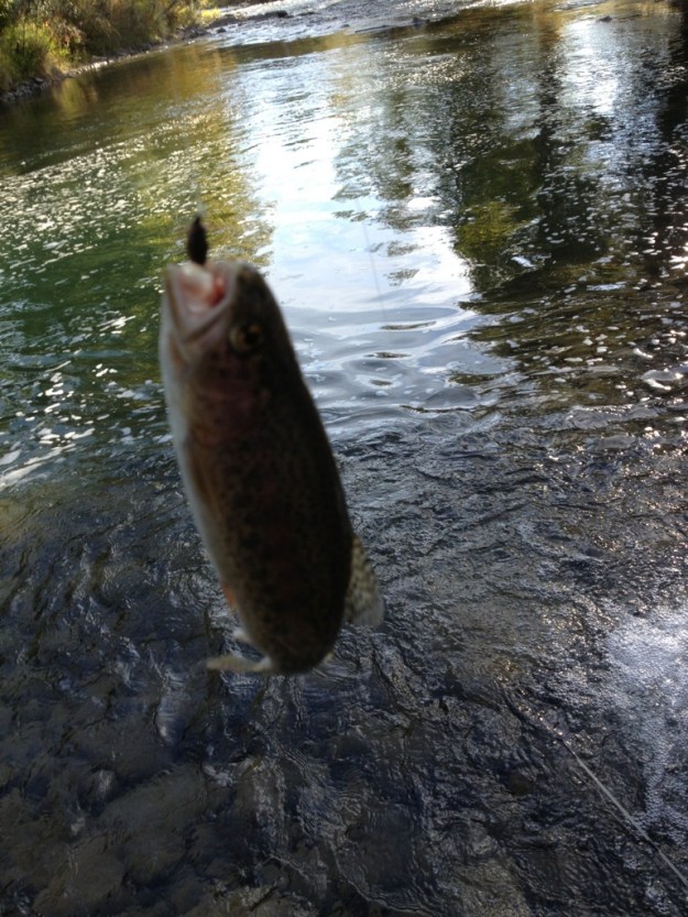 Ended up with Kieth catching 4 trout and I caught one. 